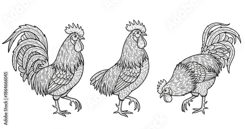 Ornate rooster illustrations: detailed line art of roosters in various poses