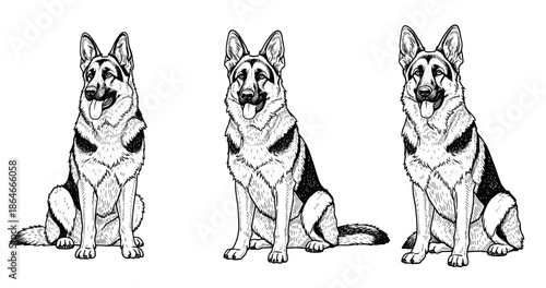 Detailed black and white illustration of three german shepherds sitting side by side