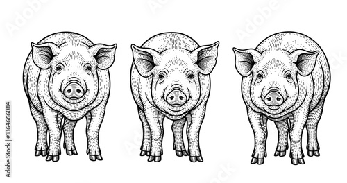Black and white illustration of three vintage style pigs in a row