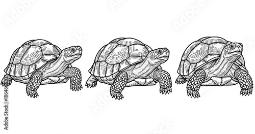 Detailed black and white tortoise illustrations in trio formation