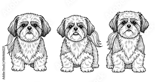 Three adorable shih tzu dogs in detailed black and white illustration
