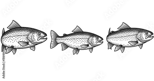 Set of three detailed hand-drawn fish illustrations in black and white