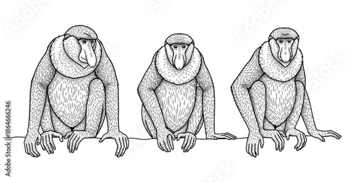 Three intricate pen drawings of proboscis monkeys in different poses on white background