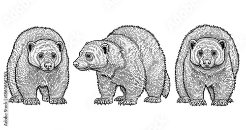 Detailed wolverine sketch set: front and side views of wolverines