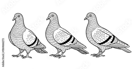 Detailed ink drawings of three pigeons in black and white line art