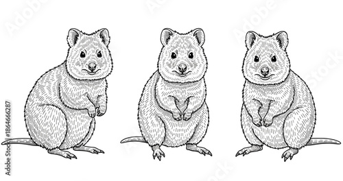 Hand-drawn trio of quokkas illustration in detailed black and white