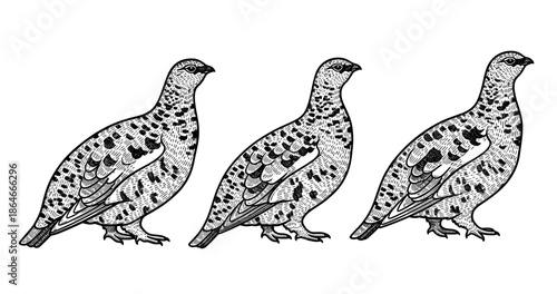Detailed black and white illustration of three partridges in profile