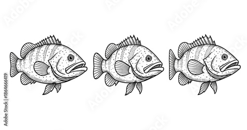 Black and white trio of hand-drawn fish illustrations in profile view