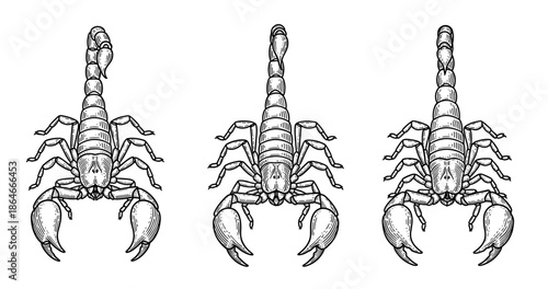 Detailed hand-drawn scorpion illustrations in black and white