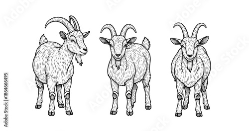 Hand-drawn trio of goats with detailed fur and horns