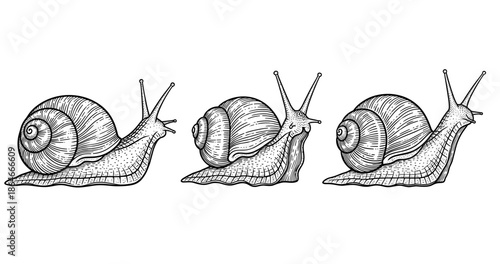 Detailed illustrations of three snails with spiral shells in black and white