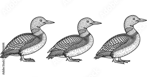 Detailed illustration of three loons in black and white ink style