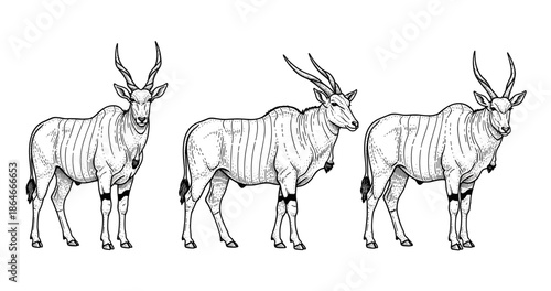 Three hand-drawn antelopes with majestic horns in black and white illustration