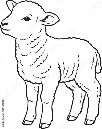 Standing lamb illustration