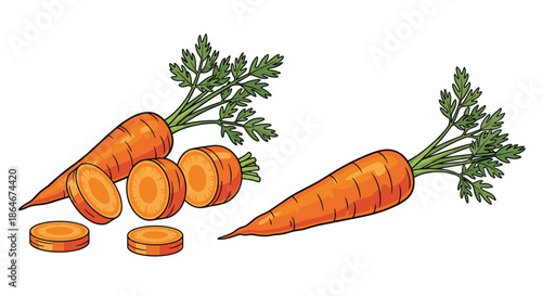 Fresh orange carrots with green tops displayed as whole roots and sliced sections in a detailed hand-drawn botanical illustration style.