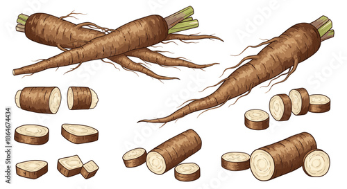 Collection of burdock root illustrations featuring whole long roots and various cross-section slices on a clean white background.