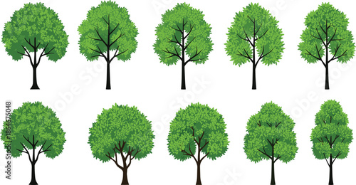 Green deciduous tree set with different shapes and foliage styles, isolated botanical illustration collection
