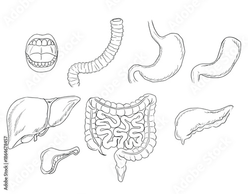 Set of Isolated Human Digestive System Organs with Labels - Anatomy Education Clipart