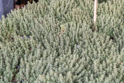 Fotografía Detailed view, close up of thyme plants on a farmer food market, outdoors