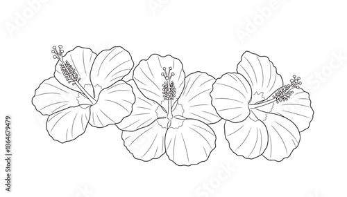A black and white drawing of three hibiscus flowers