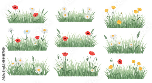 Poppy and daisy flowers with green grass