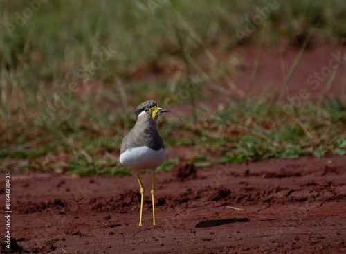 yellow wattled lapwing