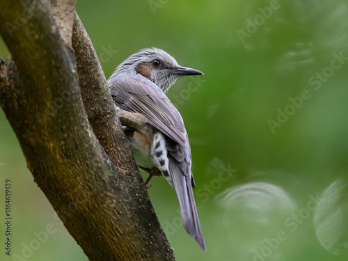 Принти на полотні Brown-eared bulbul