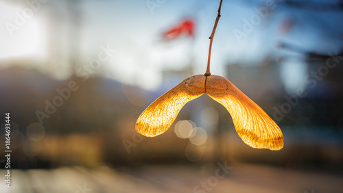 Valokuva Golden maple seed hanging on twig in warm sunrise light