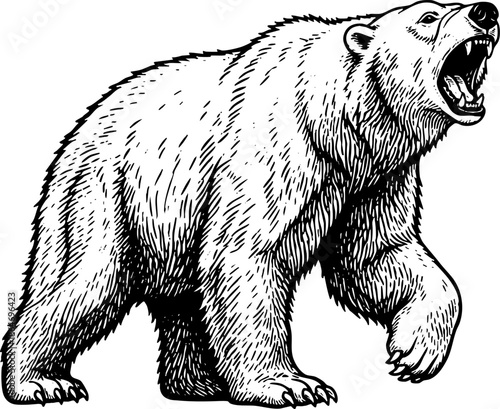Roaring Polar Bear Illustration Engraving Style Black and White