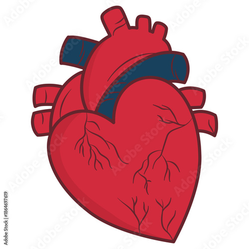 Detailed anatomical human heart organ with arteries and veins graphic