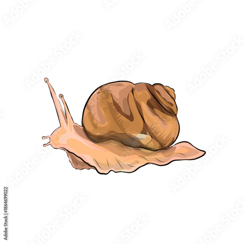 illustration of a leaf snail without a background