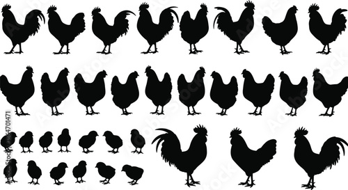 Chicken and rooster silhouettes collection, farm poultry birds vector set, black animal shapes, rural agriculture design elements illustrationChicken and rooster silhouettes collection