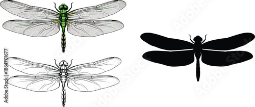 Dragonfly illustration, insect drawing, silhouette art, entomology reference, nature sketch, biological diagram, vector insect, wing anatomy, graphic design, scientific study
