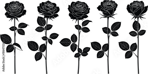 Stylized roses illustration, botanical art, floral design, graphic petals, artistic bloom, rose variations, stem leaves, vector flower, elegant composition, nature