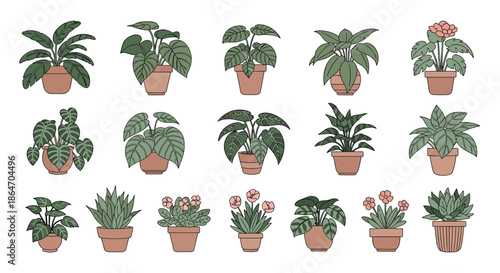 Collection of indoor houseplants in terracotta pots featuring various species and leaf shapes for home decor and urban gardening.