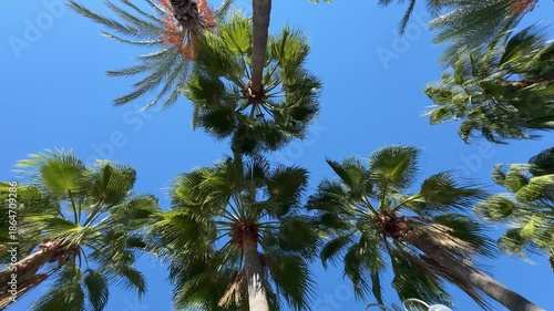 View from below of tall palm trees reaching skyward in daylight.