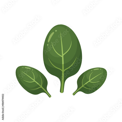 Fresh Green Spinach Leaves Illustration Isolated on White Background