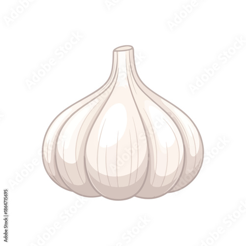 Fresh White Garlic Bulb Illustration Isolated on White Background