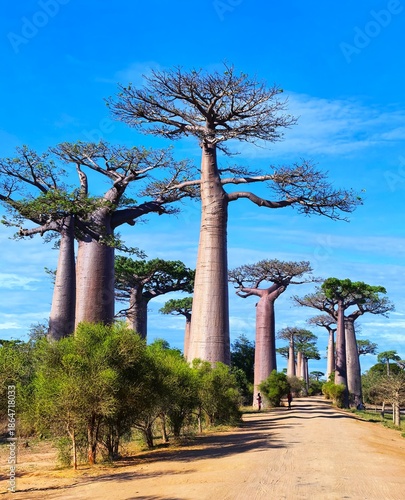 Avenue of the Baobabs in Madagascar. 