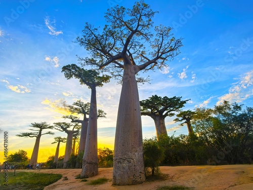 Baobab trees in Madagascar. 