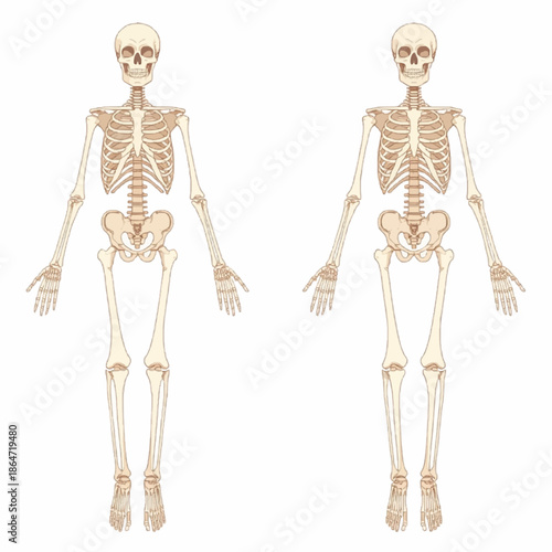 3d rendered illustration of a human skeleton