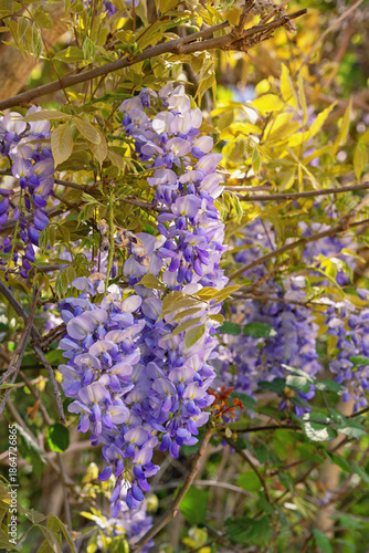 Springtime. Beautiful purple flowers of wisteria on sunny spring day