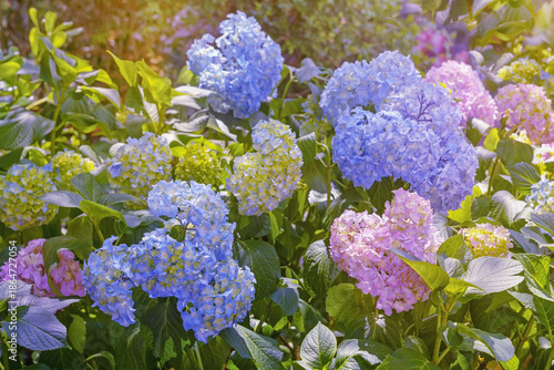 Beautiful colorful flowers of Hydrangea ( Hydrangea macrophylla ) in garden on sunny summer day