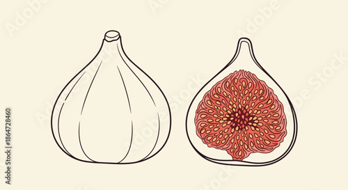 Detailed illustration of a whole purple fig fruit and another sliced in half to reveal its complex seed and fiber interior.
