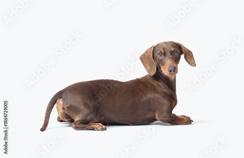 Portrait of a cute dog lying down © stokkete