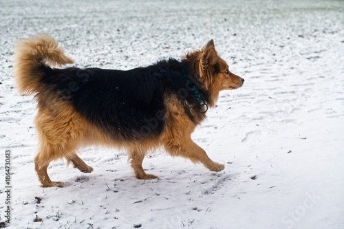 Wallpaper Mural Side view of a brown and black dog in a green collar walking on snow-covered grass. Torontodigital.ca