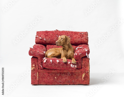 Happy Hungarian Pointer lying on a ripped armchair