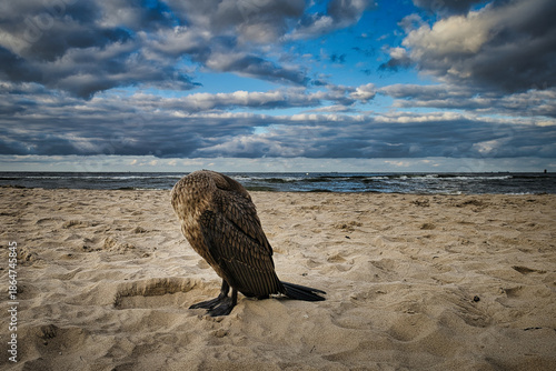 Sick cormorant on the Baltic Sea beach