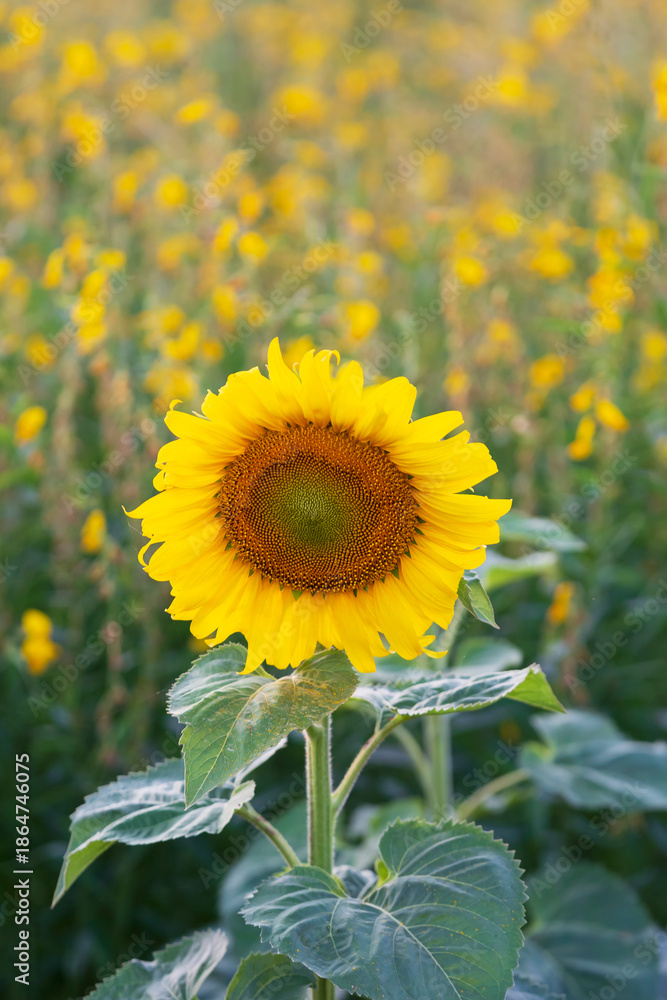 Obraz premium The sunflowers fields are blooming in the beautiful natural sunlight of Thailand