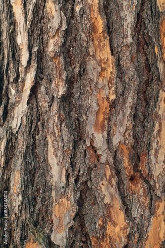 Wallpaper Mural Macro photography showing the layered structure and colors of coniferous tree bark in a forest. Torontodigital.ca